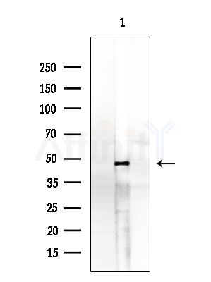 APOL3 Antibody - Western blot analysis of extracts from Rat brain, using APOL3 Antibody at 1/1000 dilution.