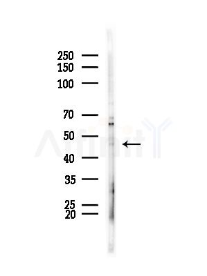 APOL5 Antibody - Western blot analysis of lysates from HepG2 cells(LPS, 4h treatment), using APOL5 Antibody at 1/1000 dilution.