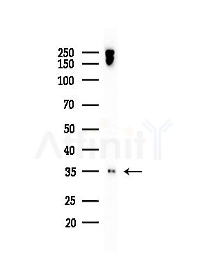 AQP6 Antibody - Western blot analysis of lysates from Hela cells(heat-shock,45min treatment), using AQP6 Antibody at 1/1000 dilution.