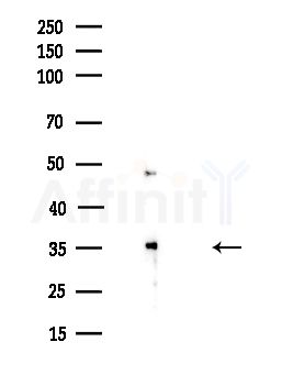 AQP8 Antibody - Western blot analysis of lysates from HUVEC cells(UV,30min treatment), using AQP8 Antibody at 1/1000 dilution.