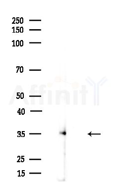 AQP8 Antibody - Western blot analysis of lysates from Mouse brain, using AQP8 Antibody at 1/1000 dilution.