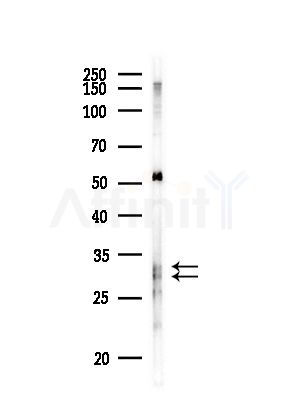 AQP9 Antibody - Western blot analysis of lysates from MDA-MB-231 cells(heat-shock,45min treatment), using AQP9 Antibody at 1/1000 dilution.