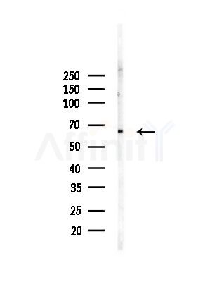 ARSH Antibody - Western blot analysis of lysates from PC12 cells(LPS, 4h treatment), using ARSH Antibody at 1/1000 dilution.