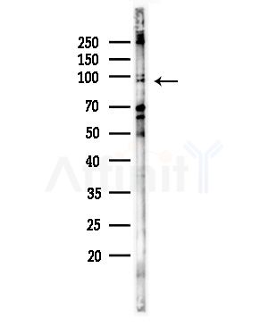 ATXN7L1 Antibody - Western blot analysis of lysates from RAW264.