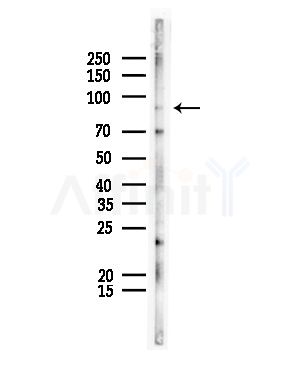 ATXN7L1 Antibody - Western blot analysis of lysates from Rat liver, using ATXN7L1 Antibody at 1/1000 dilution.