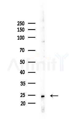 ATP5O Antibody - Western blot analysis of lysates from Mouse brain, using ATP5O Antibody at 1/1000 dilution.
