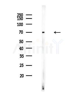 PIF1 Antibody - Western blot analysis of lysates from Rat brain, using PIF1 Antibody at 1/1000 dilution.