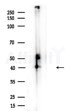 KCNJ10 Antibody - Western blot analysis of lysates from Mouse brain, using KCNJ10 Antibody at 1/1000 dilution.