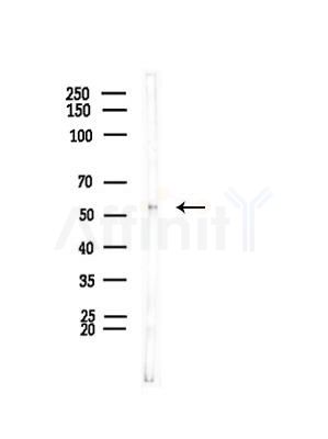 KCNJ14 Antibody - Western blot analysis of lysates from Mouse muscle, using KCNJ14 Antibody at 1/1000 dilution.