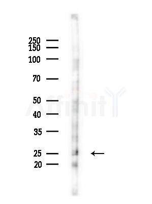 BATF2 Antibody - Western blot analysis of lysates from Mouse brain, using BATF2 Antibody at 1/1000 dilution.