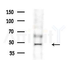 BNIPL Antibody - Western blot analysis of extracts from various samples, using BNIPL Antibody at 1/1000 dilution.