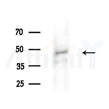 BNIPL Antibody - Western blot analysis of extracts from Rat brain, using BNIPL Antibody at 1/1000 dilution.