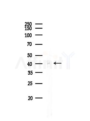 BNIPL Antibody - Western blot analysis of lysates from Rat brain, using BNIPL Antibody at 1/1000 dilution.