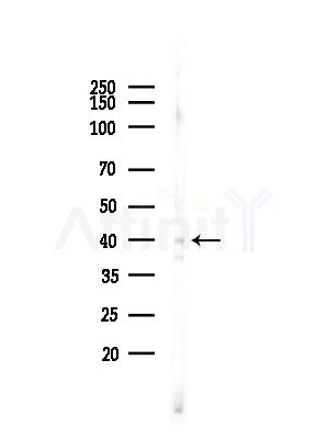 BNIPL Antibody - Western blot analysis of lysates from HepG2 cells(starvation,24h treatment), using BNIPL Antibody at 1/1000 dilution.