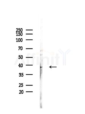 B4GALT6 Antibody - Western blot analysis of lysates from Rat brain, using B4GALT6 Antibody at 1/1000 dilution.