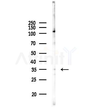 B4GALT7 Antibody - Western blot analysis of lysates from Rat brain, using B4GALT7 Antibody at 1/1000 dilution.