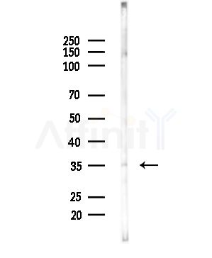 B4GALT7 Antibody - Western blot analysis of lysates from Mouse testis, using B4GALT7 Antibody at 1/1000 dilution.