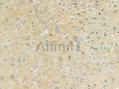 BAAT Antibody - DF9277 at 1/100 staining human normal liver tissue by IHC-P.