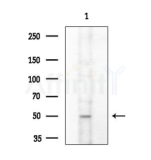 BMP3B Antibody - Western blot analysis of extracts from B16F10-LUC cells(starvation treatment), using BMP3B Antibody at 1/1000 dilution.