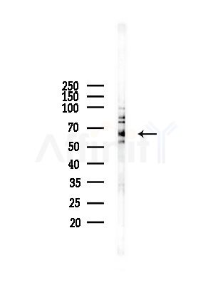 BRAP Antibody - Western blot analysis of lysates from A375 cells(starvation,24h treatment), using BRAP Antibody at 1/1000 dilution.