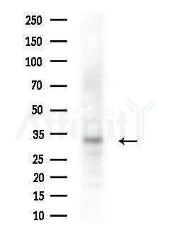 BCCIP Antibody - Western blot analysis of extracts from HepG2 cells(LPS, 4h treatment), using BCCIP Antibody at 1/1000 dilution.