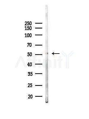 PDE1A Antibody - Western blot analysis of lysates from Mouse lung, using PDE1A Antibody at 1/1000 dilution.