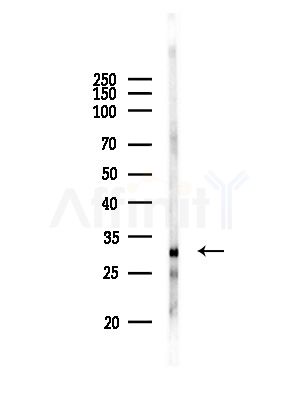 KCNMB3 Antibody - Western blot analysis of lysates from RAW264.