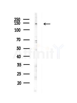 CAMTA2 Antibody - Western blot analysis of lysates from RAW264.