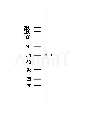 CALR3 Antibody - Western blot analysis of lysates from Rat brain, using CALR3 Antibody at 1/1000 dilution.
