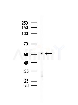 CALR3 Antibody - Western blot analysis of lysates from Mouse testis, using CALR3 Antibody at 1/1000 dilution.