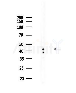 CHST11 Antibody - Western blot analysis of lysates from Rat brain, using CHST11 Antibody at 1/1000 dilution.