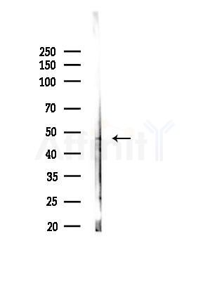 CHST12 Antibody - Western blot analysis of lysates from 3T3-L1 cells(heat-shock,45min treatment), using CHST12 Antibody at 1/1000 dilution.