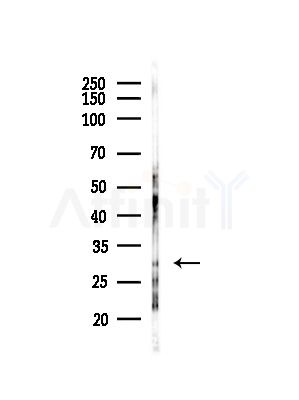 CEACAM19 Antibody - Western blot analysis of lysates from Rat testis, using CEACAM19 Antibody at 1/1000 dilution.