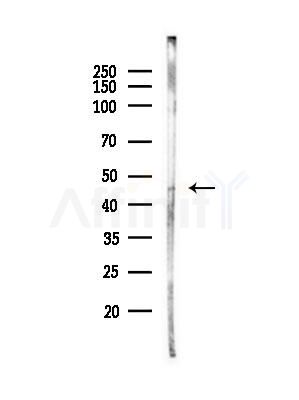 CATSPER3 Antibody - Western blot analysis of lysates from PC12 cells(heat-shock,45min treatment), using CATSPER3 Antibody at 1/1000 dilution.