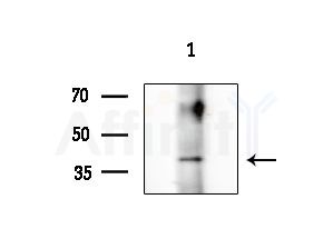 BORG5 Antibody - Western blot analysis of extracts from HepG2 cells(LPS 4h treatment), using BORG5 Antibody at 1/1000 dilution.