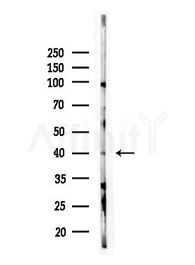 BORG5 Antibody - Western blot analysis of lysates from HepG2 cells(LPS,4h treatment), using BORG5 Antibody at 1/1000 dilution.