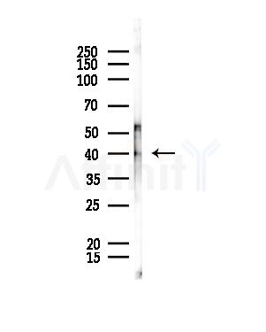 CGRRF1 Antibody - Western blot analysis of lysates from Rat liver, using CGRRF1 Antibody at 1/1000 dilution.