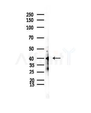 CEP41 Antibody - Western blot analysis of lysates from Mouse lung, using CEP41 Antibody at 1/1000 dilution.