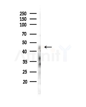CEP41 Antibody - Western blot analysis of lysates from RAW264.
