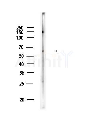 CCDC8 Antibody - Western blot analysis of lysates from Rat testis, using CCDC8 Antibody at 1/1000 dilution.
