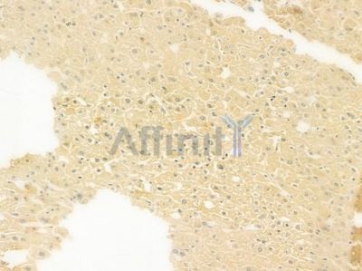 C7 Antibody - DF9410 at 1/100 staining human normal liver tissue by IHC-P.