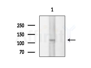 CNTN3 Antibody - Western blot analysis of extracts from HUVEC cells, using CNTN3 Antibody at 1/1000 dilution.