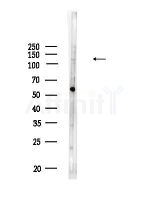 CNTN3 Antibody - Western blot analysis of lysates from HUVEC cells, using CNTN3 Antibody at 1/1000 dilution.