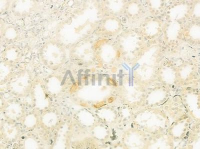 CNTNAP3 Antibody - DF9416 at 1/100 staining human normal kidney tissue by IHC-P.