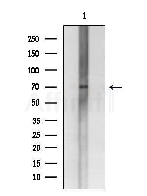 CNGA3 Antibody - Western blot analysis of extracts from Rat testis, using CNGA3 Antibody at 1/1000 dilution.