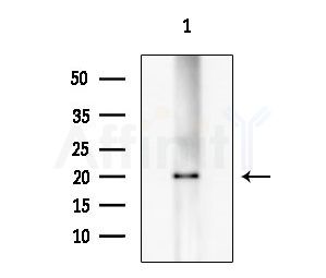 APOBEC3H Antibody - Western blot analysis of extracts from Rat testis, using APOBEC3H Antibody at 1/1000 dilution.