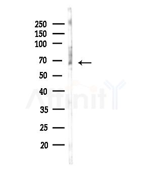 POLE2 Antibody - Western blot analysis of lysates from RAW264.