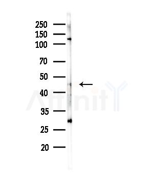 RPA49 Antibody - Western blot analysis of lysates from RAW264.