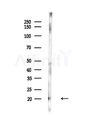 RPC9 Antibody - Western blot analysis of lysates from B16F10-LUC cells(LPS,4h treatment), using RPC9 Antibody at 1/1000 dilution.