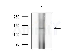 POLRMT Antibody - Western blot analysis of extracts from Hela cells(starvation treatment), using POLRMT Antibody at 1/1000 dilution.